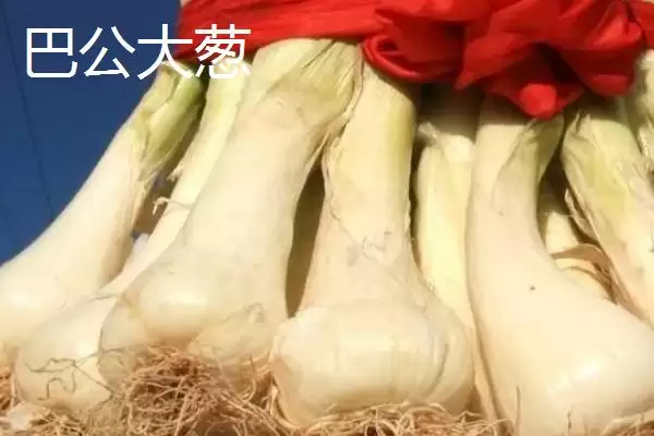 图片[3]-山西泽州的特产？了解山西泽州特产要掌握哪些具有代表性的产品？-会东网