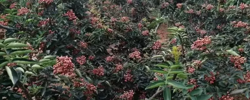 判断种花椒树能否赚钱的方法和重点？判断种花椒树能否赚钱要做好哪些细节？-会东网