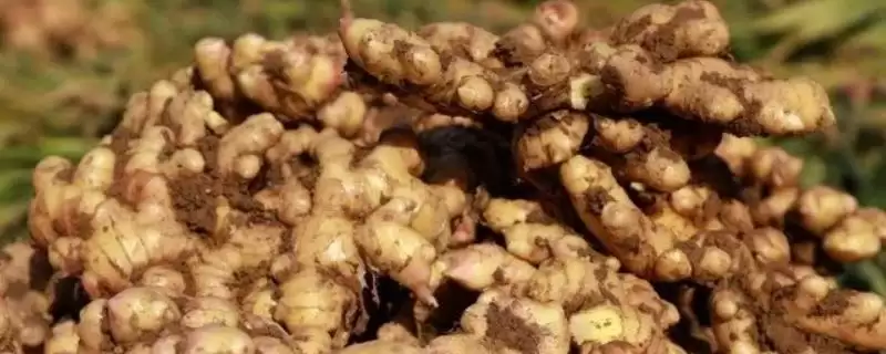 小黄姜和普通生姜区别的要点和对比？分辨小黄姜和普通生姜需注意什么？-会东网