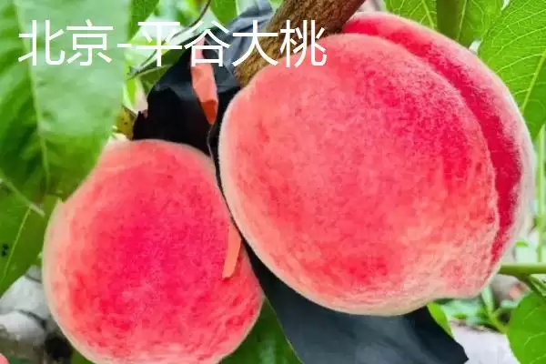 图片[2]-认识中国四大桃乡的方法和重点？认识中国四大桃乡要做好哪些细节？-会东网