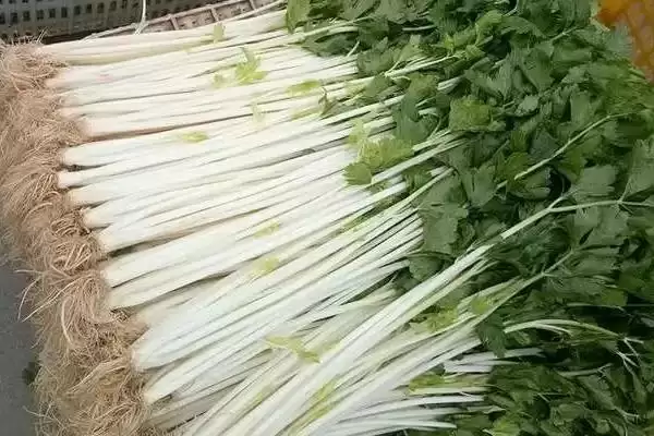 图片[9]-水芹的产地？了解水芹产地要知晓哪些主要的地域分布和生长环境信息？-会东网