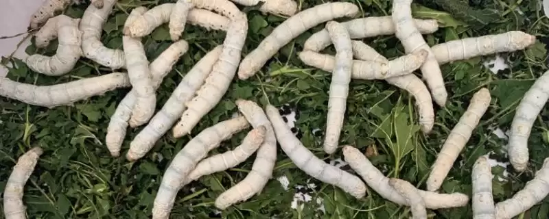 养蚕的方法和重点?养蚕要做好哪些细节?(2)-会东网