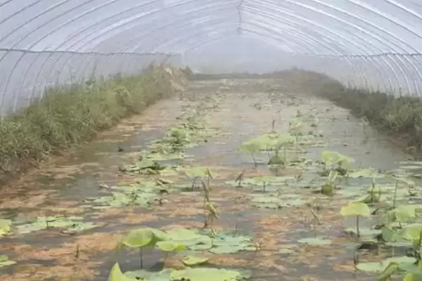 图片[4]-莲藕浅水定向种植方法 ,莲藕浅水种植水层如何控制？-会东网