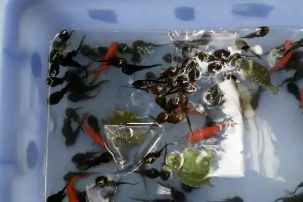 图片[3]-在家养蝌蚪的方法和重点？在家养蝌蚪要做好哪些细节？-会东网