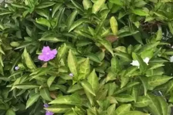 图片[2]-养番茉莉的方法和重点？养番茉莉要做好哪些细节？-会东网