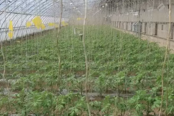 图片[2]-给大棚蔬菜施冲施肥料的方法和重点？给大棚蔬菜施冲施肥料要做好哪些细节？-会东网