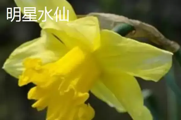 图片[5]-水仙花品种介绍？认识水仙花品种要了解哪些关键的品种特性和分类信息？-会东网
