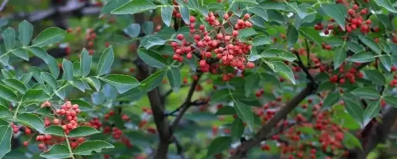 判断雨水多的地方能否种花椒的方法和重点?判断雨水多的地方能否种花椒要做好哪些细节?-会东网