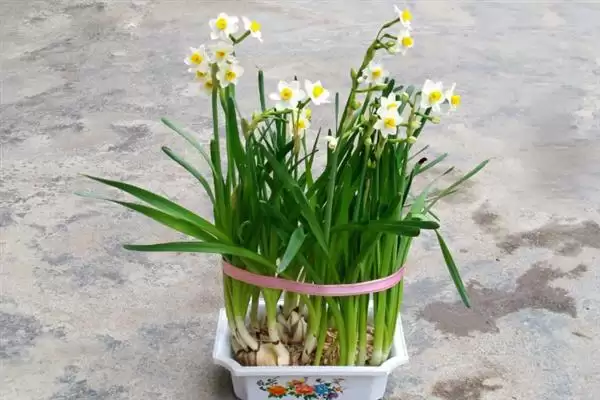 图片[5]-水仙花的花语？了解水仙花花语要探究哪些文化象征和寓意内涵要点？-会东网