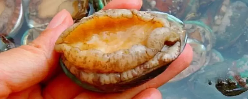 鲜鲍鱼和干鲍鱼区别的要点和对比？分辨鲜鲍鱼和干鲍鱼需注意什么？-会东网