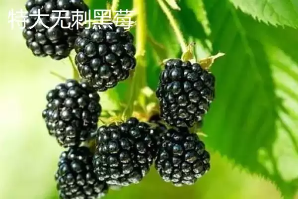 图片[8]-树莓与刺莓的区别？区分树莓与刺莓要关注哪些重要的差异点？-会东网
