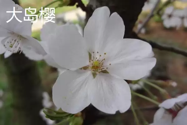 图片[7]-了解樱花花期的方法和重点？了解樱花花期要做好哪些细节？-会东网
