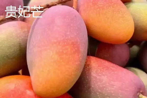 图片[4]-芒果苗什么品种比较好 ,芒果苗有哪些好的品种可选-会东网
