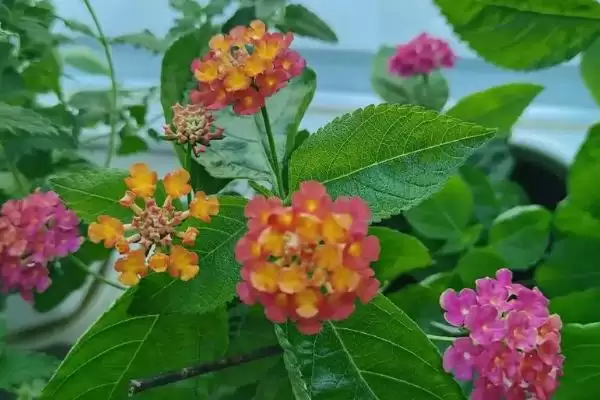 图片[3]-五色梅耐寒温度的要点和判断？判断五色梅耐寒情况需注意什么？-会东网