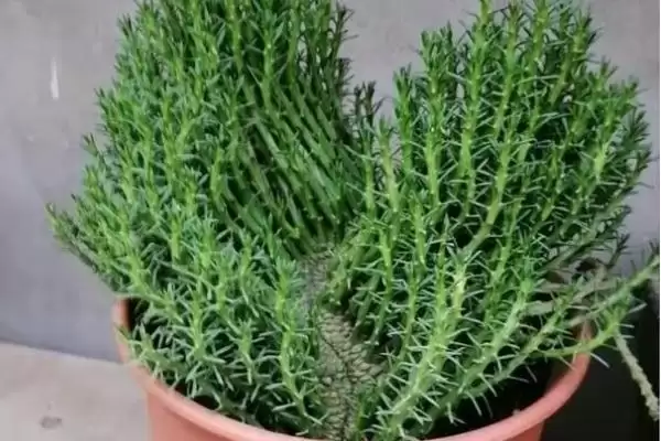 图片[4]-打顶后植物的生长情况 ,经过打顶的植物还能长高吗-会东网
