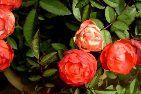 图片[2]-钻石玫瑰花语的含义和要点？理解钻石玫瑰花语需关注哪些关键？-会东网