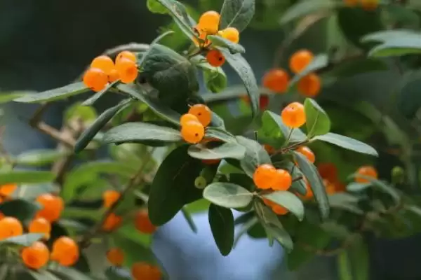 图片[3]-忍冬有什么花语？了解忍冬花语要探究哪些文化内涵？-会东网