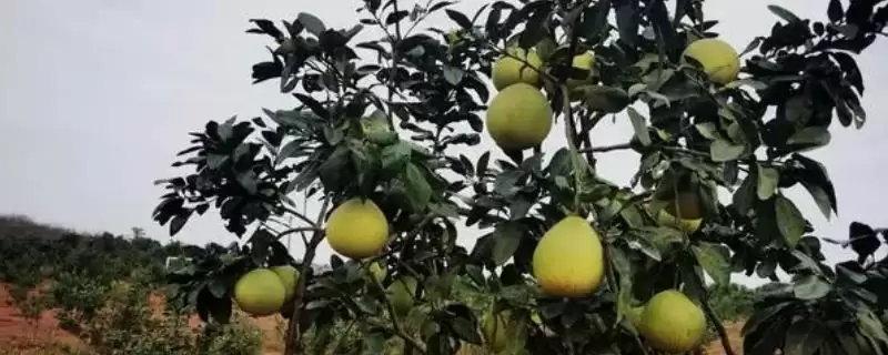 种植柚子树的方法和重点？种植柚子树要做好哪些细节？-会东网