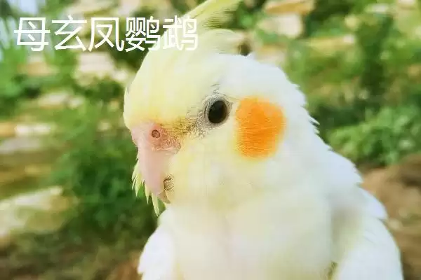图片[2]-区分玄凤鹦鹉公母的方法和重点？区分玄凤鹦鹉公母要做好哪些细节？-会东网