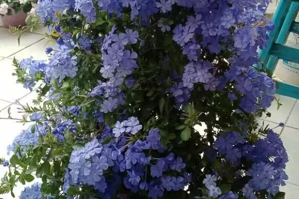 图片[4]-蓝雪花的种植土壤选择 ,蓝雪花为何适合疏松肥沃土壤？-会东网