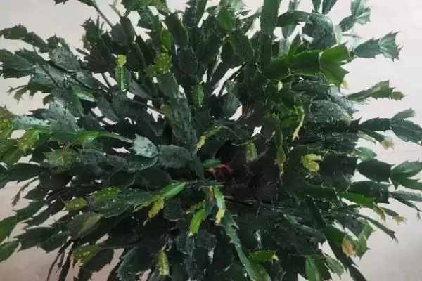 图片[9]-蟹爪莲长骨朵后是否浇水的要点和判断？确定蟹爪莲浇水时机需考虑什么？-会东网