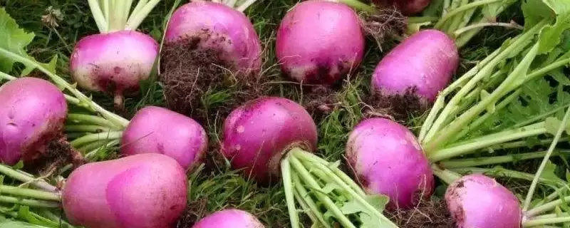 芜菁栽培的技术和要点？种植芜菁要掌握哪些关键技术环节？-会东网