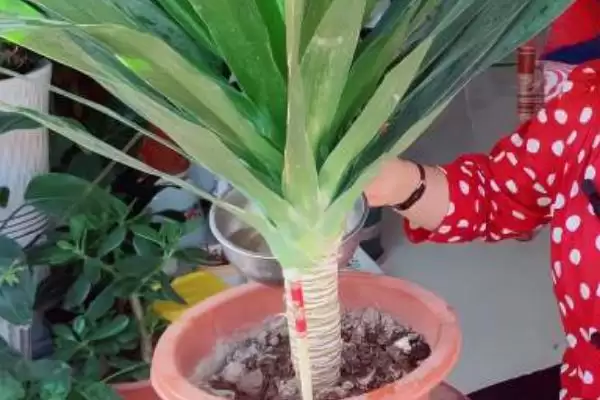 图片[2]-龙须树叶子打卷下垂的解决办法 ,龙须树叶子问题为何先遮阴？-会东网