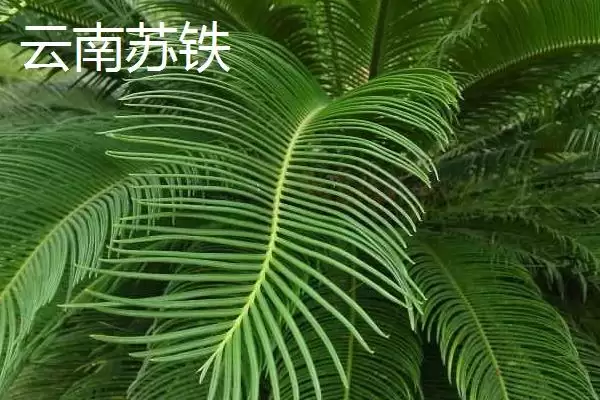 图片[7]-认识云南植物种类的方法和重点？认识云南植物种类要做好哪些细节？-会东网