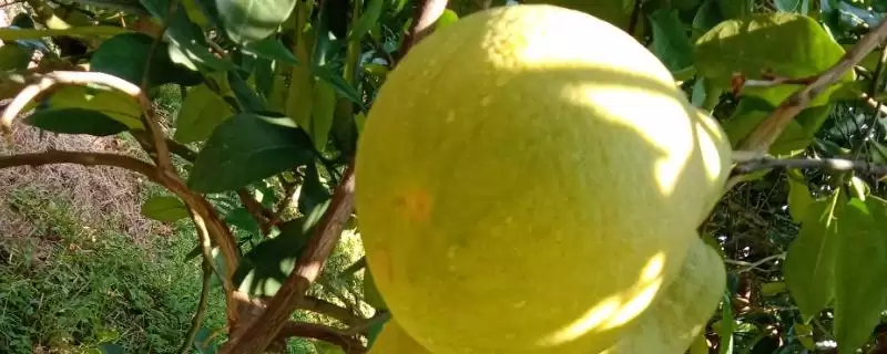 柳州市融水苗族自治县的特产 ,融水有哪些特色的特产种类？-会东网