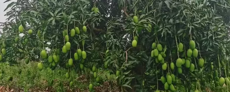 芒果核要怎么进行种植 ,芒果核种植胚芽方向如何-会东网