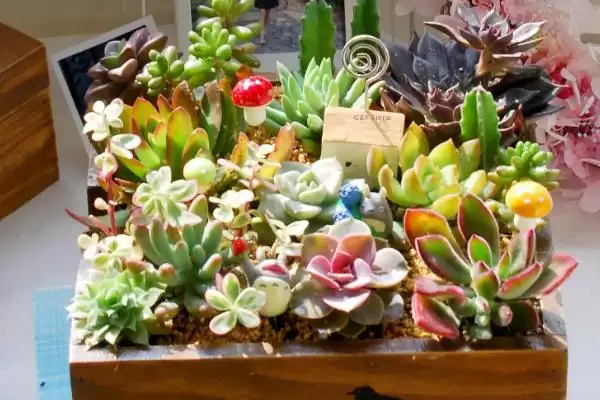 图片[4]-养多肉植物使其更美观的方法和重点？养多肉植物使其更美观要做好哪些细节？-会东网
