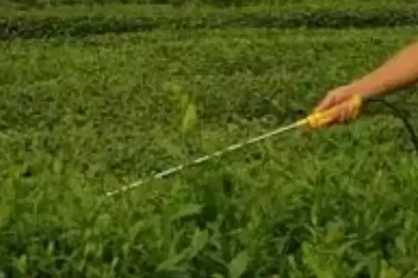 图片[4]-如何防治茶白星病？种植茶树防治茶白星病要采取哪些措施？-会东网