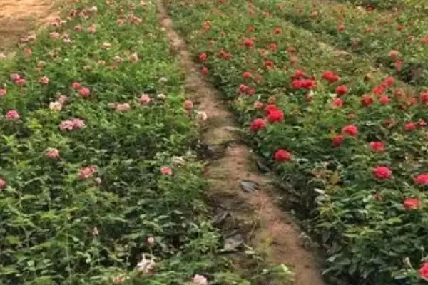 图片[3]-掌握月季花栽培技术的方法和重点？掌握月季花栽培技术要做好哪些细节？-会东网