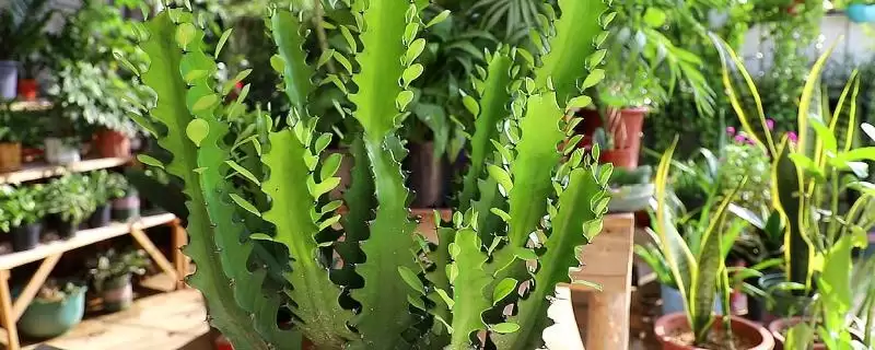 龙骨花叶子发黄的原因 ,浇水施肥过量如何致叶发黄？-会东网
