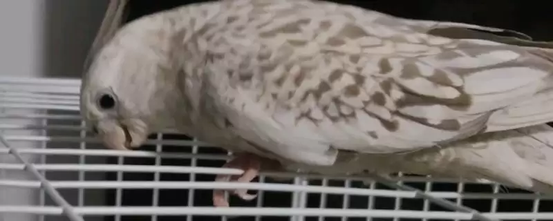 解决鹦鹉太瘦导致刀胸问题的方法和重点？解决鹦鹉太瘦导致刀胸问题要做好哪些细节？-会东网
