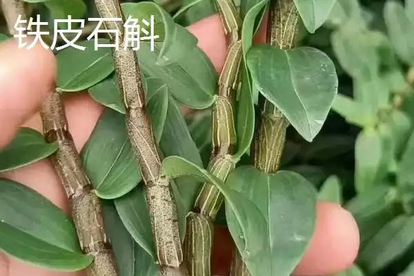 图片[4]-金钗石斛的价格 ,新鲜精选的金钗石斛售价多少-会东网