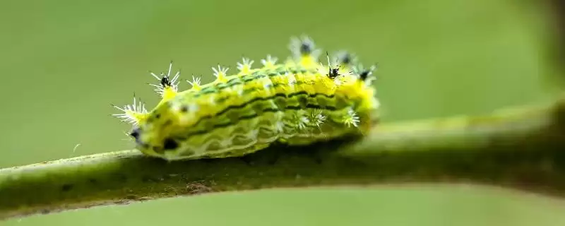 什么是洋辣子？了解洋辣子要知晓哪些关键的生物特性和危害方式？-会东网