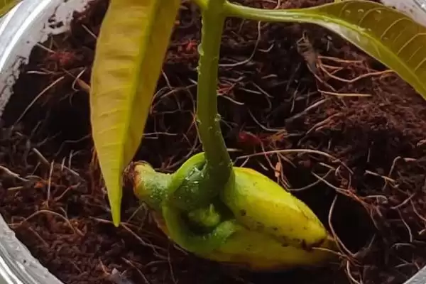 图片[2]-芒果核要怎么进行种植 ,芒果核种植胚芽方向如何-会东网