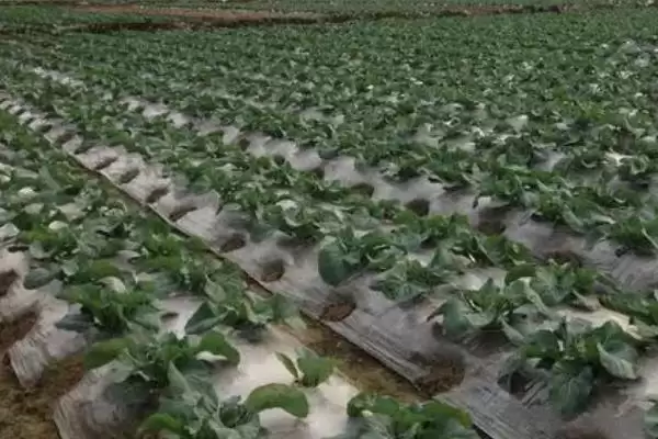 图片[2]-种植有机花菜的方法和重点？种植有机花菜要做好哪些细节？-会东网