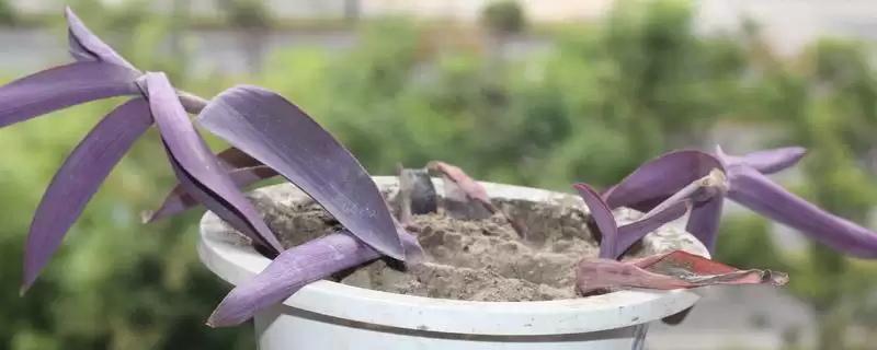 紫罗兰吊兰繁殖的方法和要点？繁殖紫罗兰吊兰需掌握哪些技巧？-会东网
