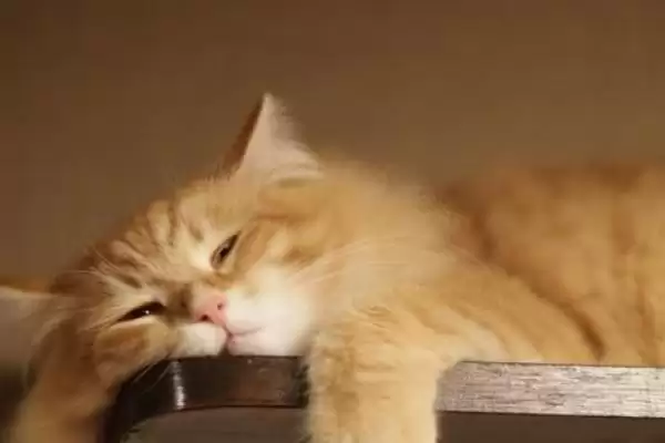 图片[3]-什么是猫艾滋？了解猫艾滋要知晓哪些关键的疾病特性和传播方式？-会东网