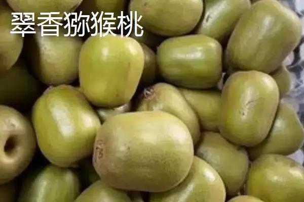 图片[2]-什么品种的猕猴桃最甜最好吃？了解优质猕猴桃品种要知晓哪些口味特性？-会东网