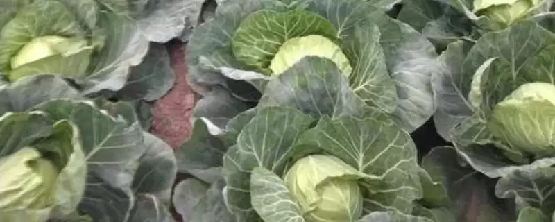 露天包菜的种植时间是什么时候 ,露天包菜何时适合播种-会东网
