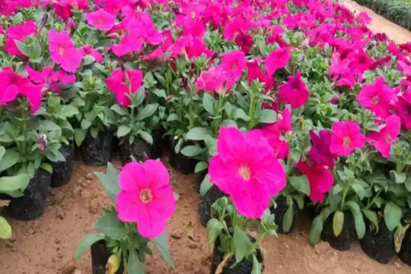图片[3]-繁殖一二年生花卉的方法和重点？繁殖一二年生花卉要做好哪些细节？-会东网