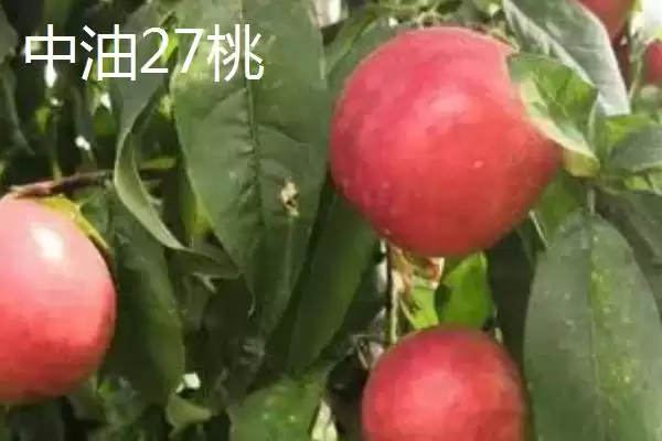 图片[7]-认识中国四大桃乡的方法和重点？认识中国四大桃乡要做好哪些细节？-会东网
