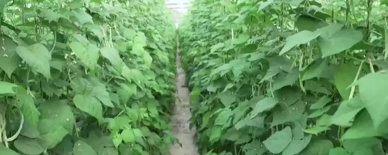 山东芸豆的种植方法？种植山东芸豆要遵循哪些科学的种植流程？-会东网