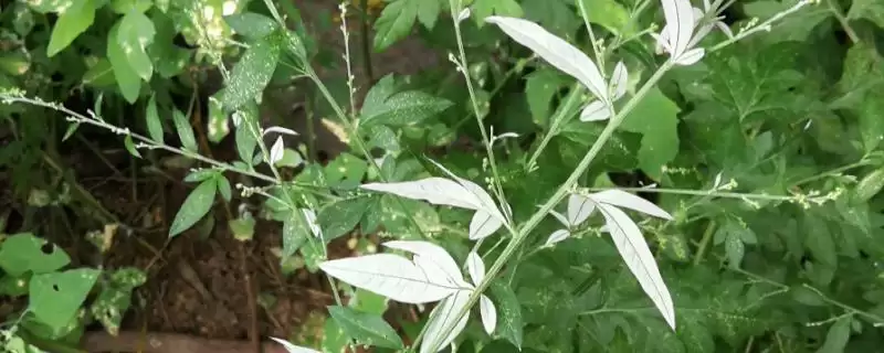 什么是魁蒿？认识魁蒿要了解哪些关键的植物形态和特性要点？-会东网