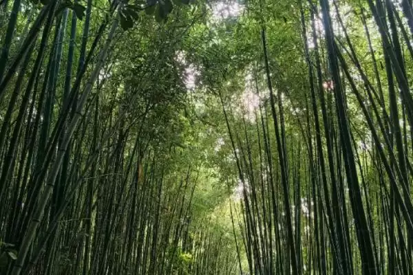 图片[2]-竹虫养殖的方法和要点？养殖竹虫要掌握哪些关键技术环节？-会东网