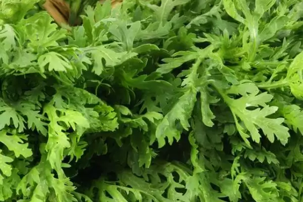 图片[6]-夏季适合种植蔬菜的种类和要点？夏季选种蔬菜需关注哪些品种？-会东网