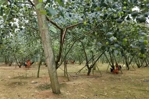 图片[7]-青枣成熟上市时间揭秘：不同品种上市时间差异原因-会东网